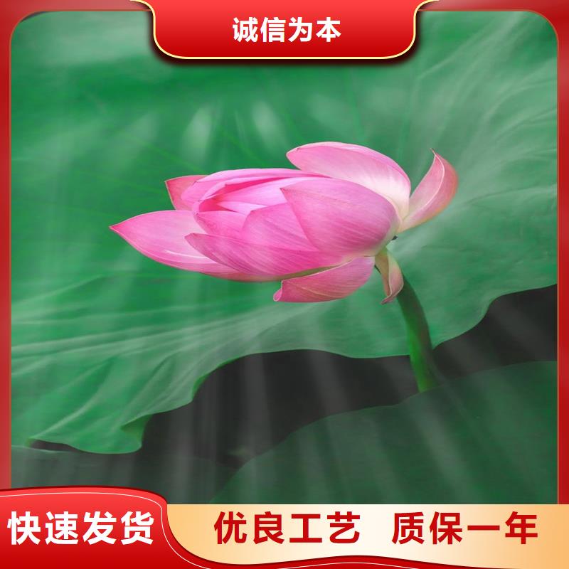 重信譽(yù)蓮藕苗廠商