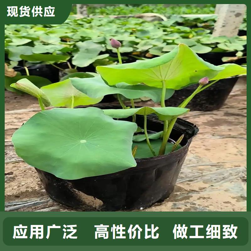 荷花苗基地加工