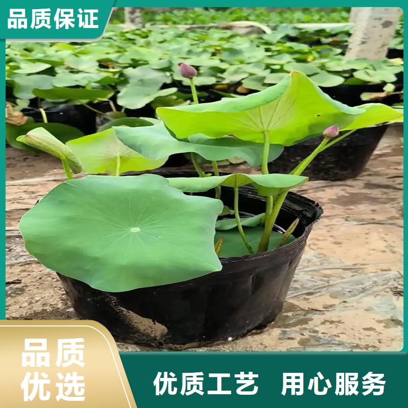 2025貨到付款#盆栽荷花#生產(chǎn)廠家