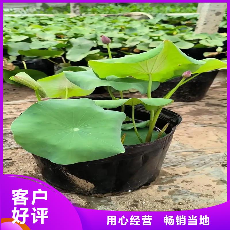 有現(xiàn)貨的盆栽荷花供貨商