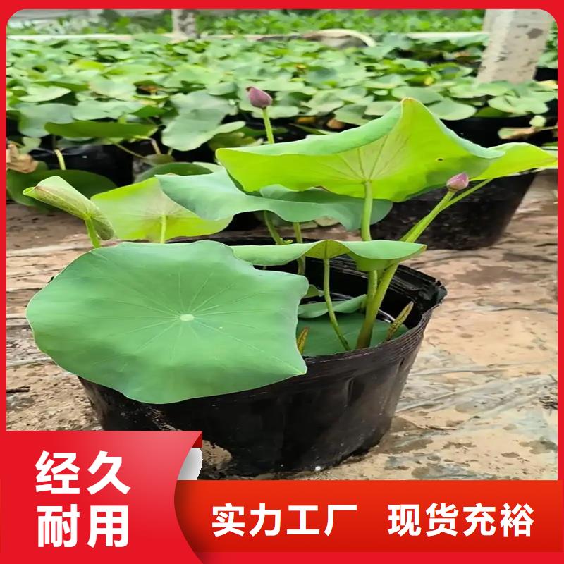 可定制的大型荷花實(shí)體廠家