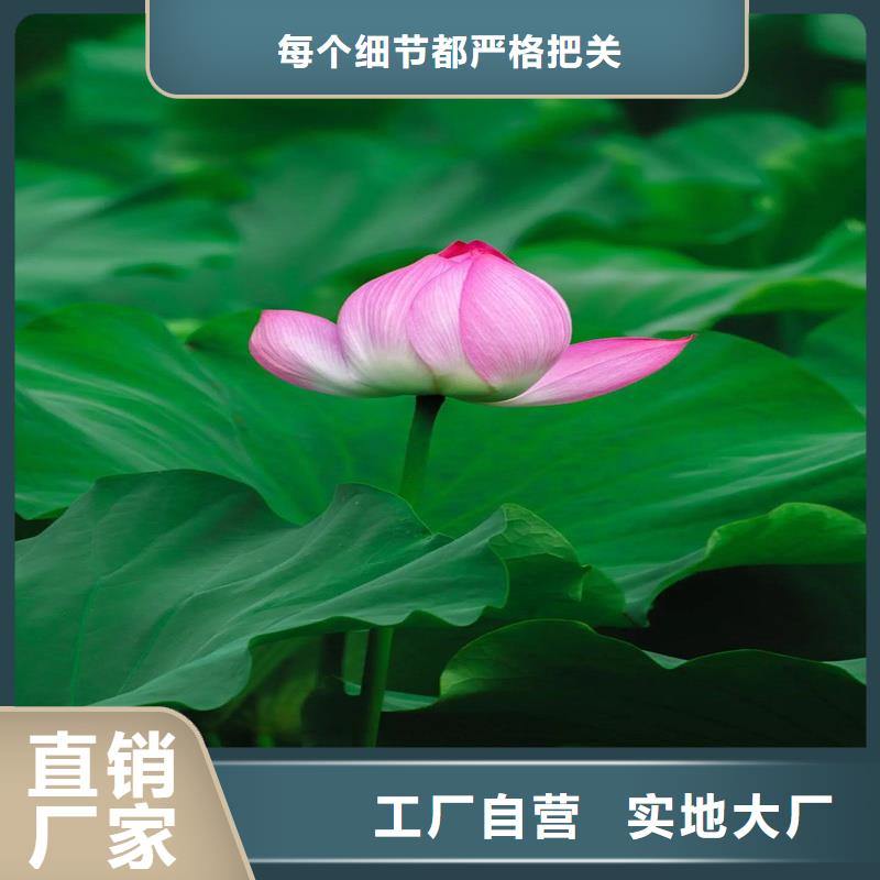 盆栽荷花生產(chǎn)廠家