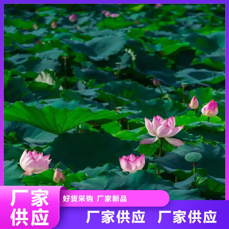 重信譽(yù)蓮藕苗廠商