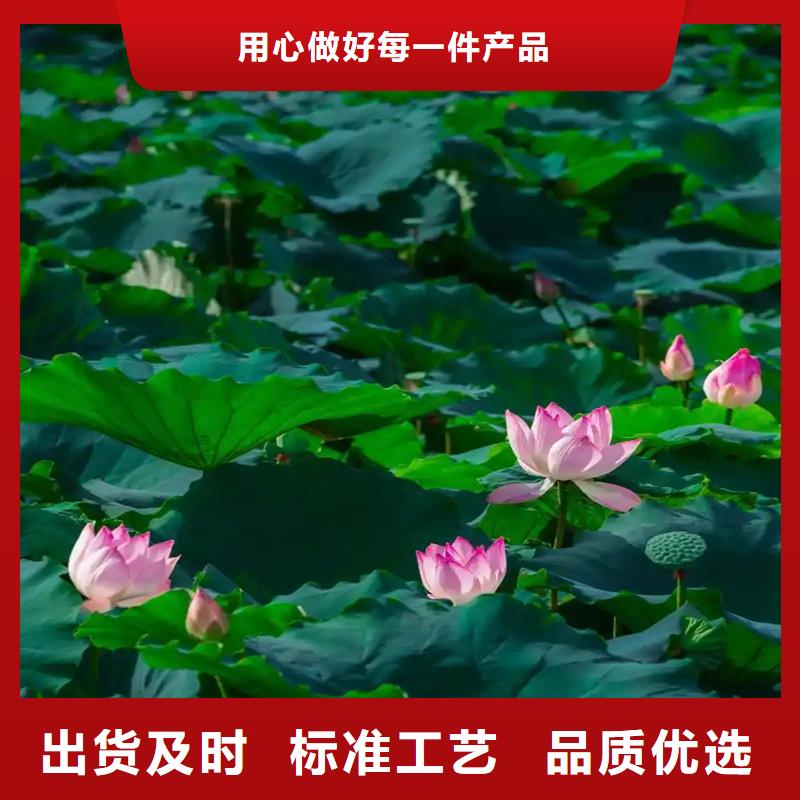 荷花苗適用范圍