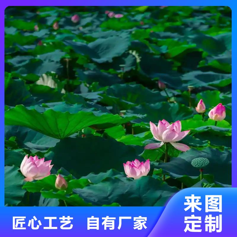本地荷花廠(chǎng)商