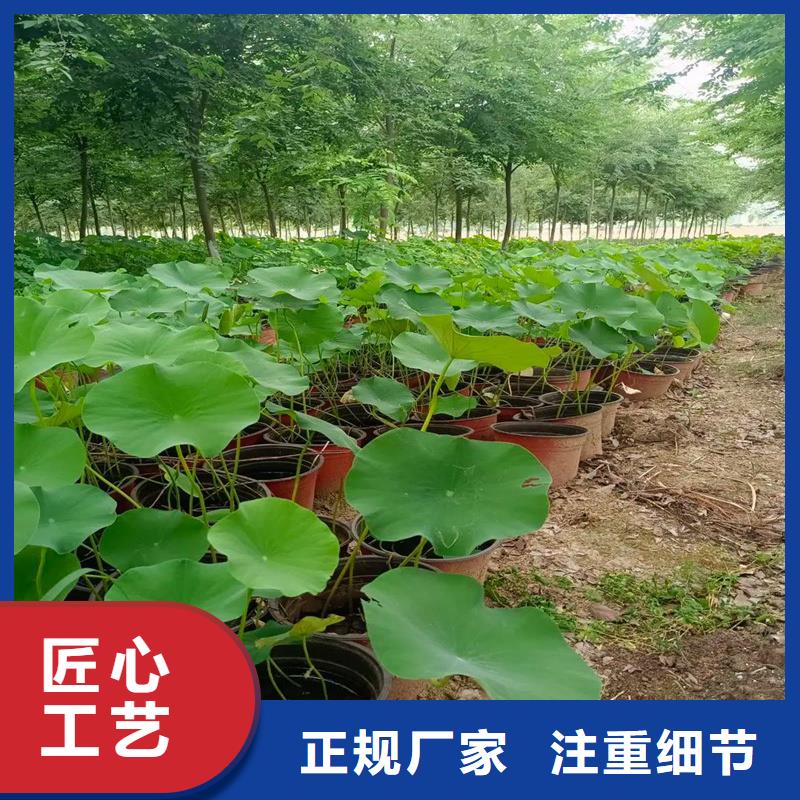 荷花苗基地加工