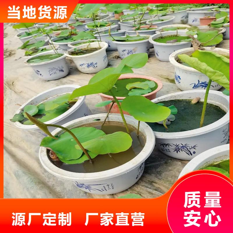 大型荷花供貨商