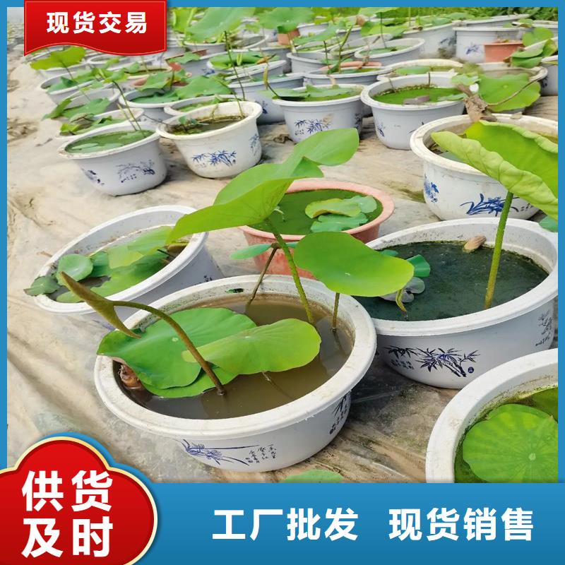 價格低的觀賞荷花苗現(xiàn)貨廠家