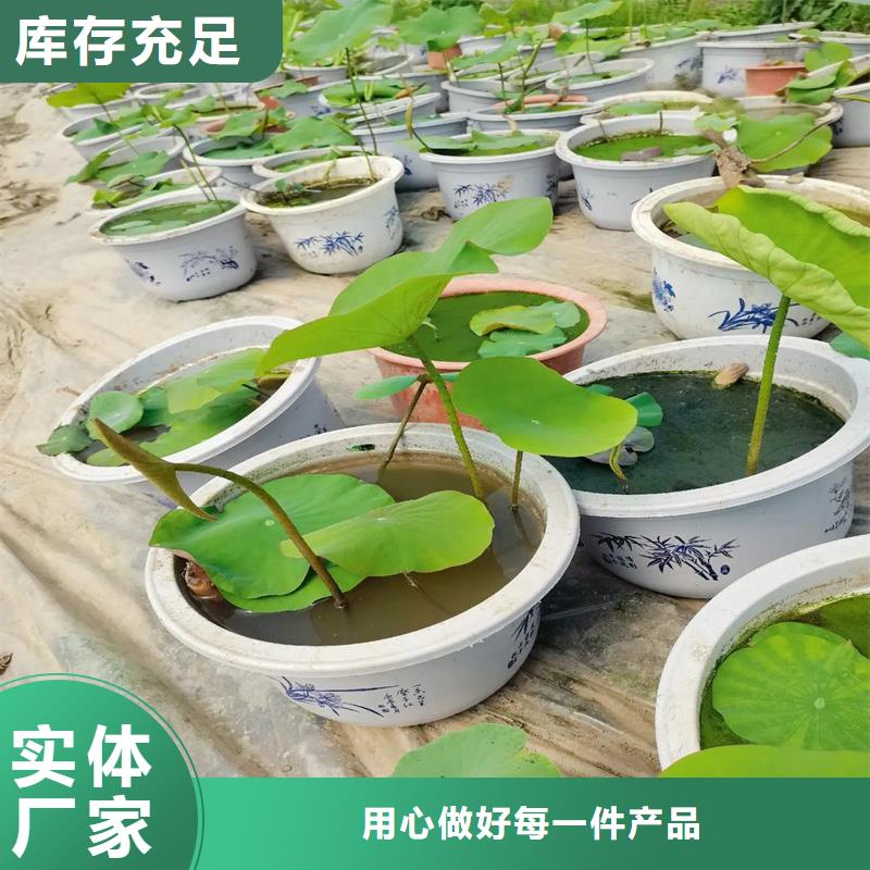 盆栽荷花苗老客戶回購較多