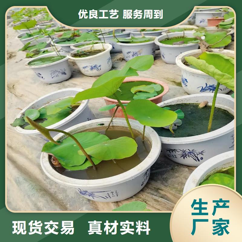 常年供應(yīng)蓮藕苗-大型廠家