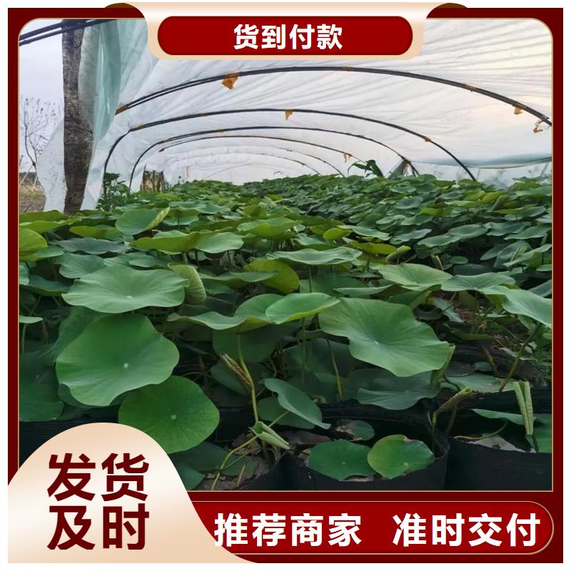 購(gòu)買(mǎi)荷花苗基地-現(xiàn)貨充足有保障