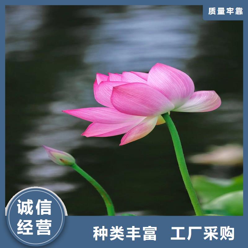 荷花苗基地加工