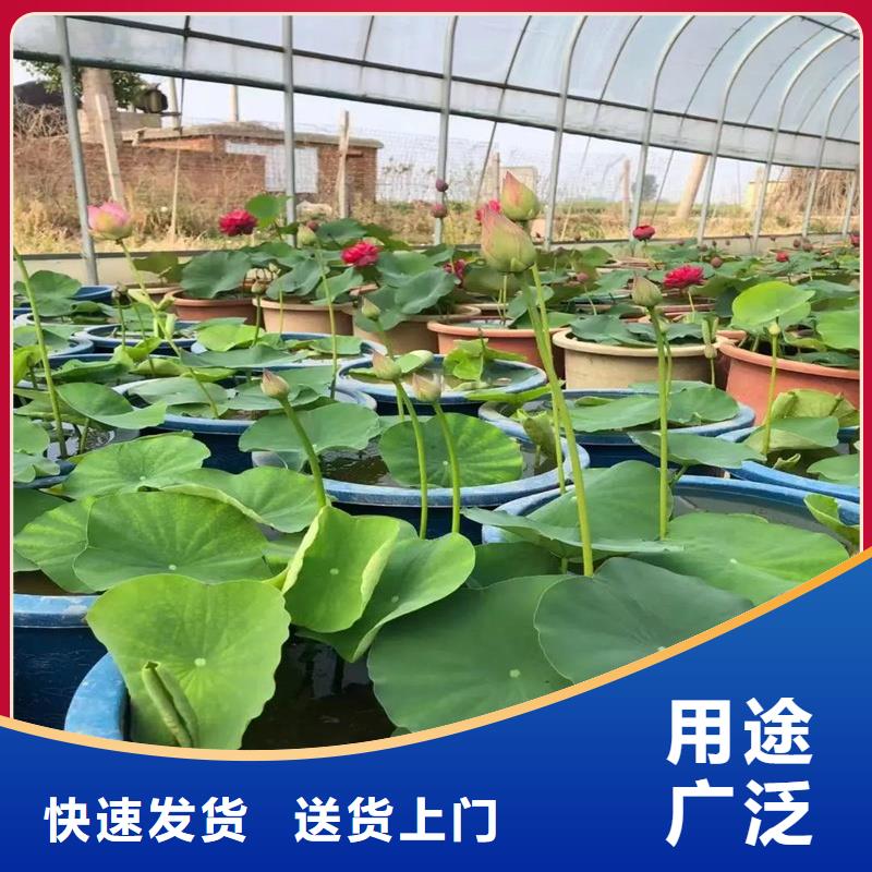 重信譽(yù)蓮藕苗廠商