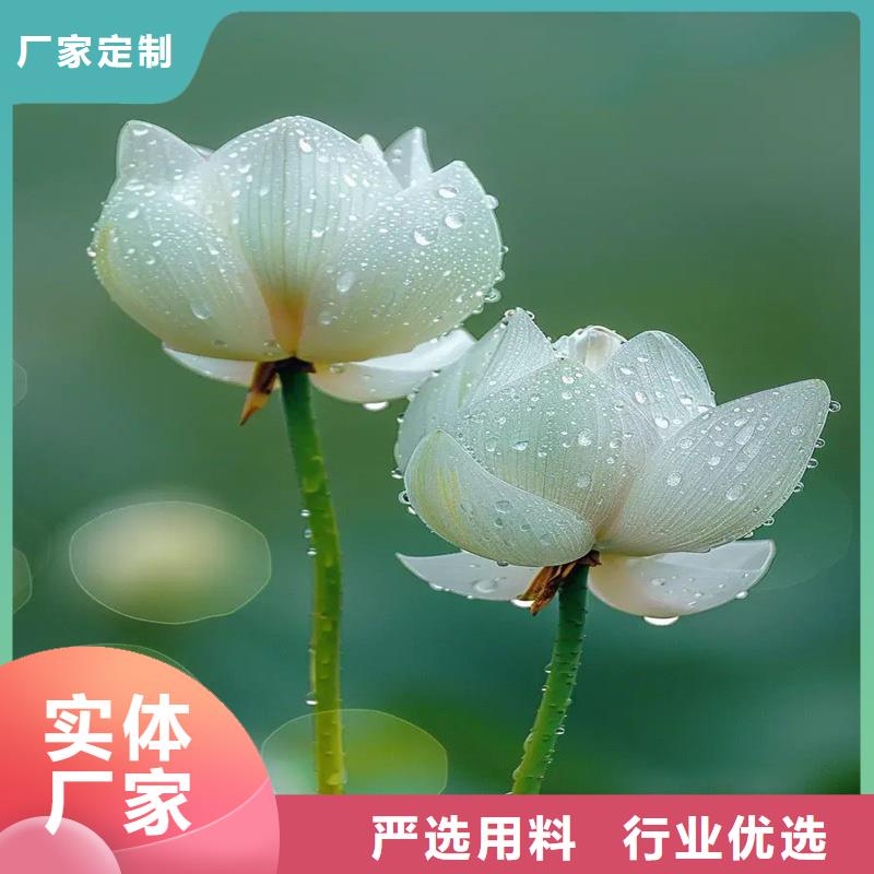 本地荷花廠(chǎng)商