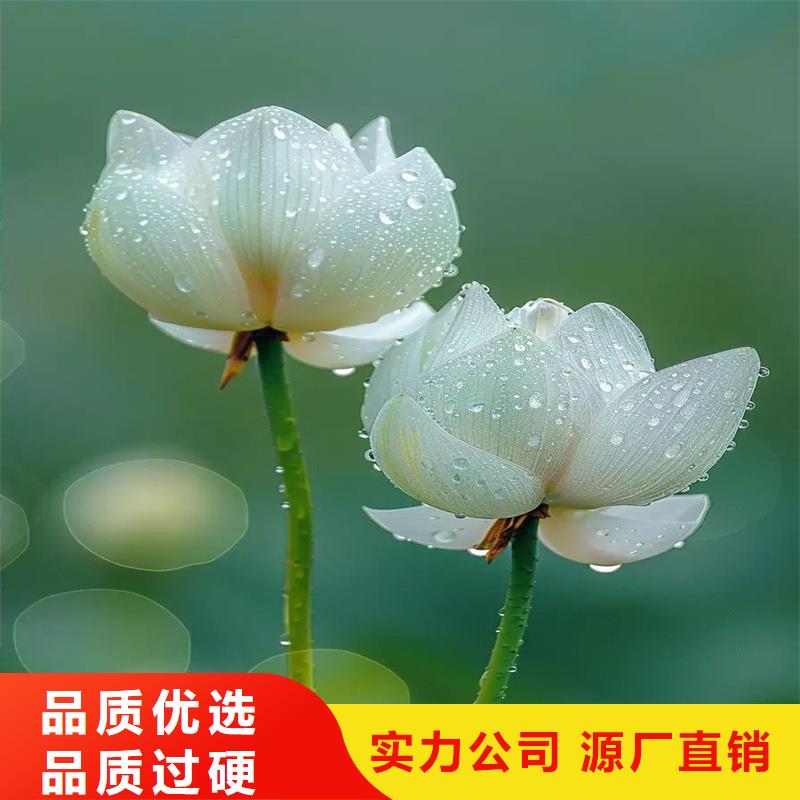 有現(xiàn)貨的盆栽荷花供貨商