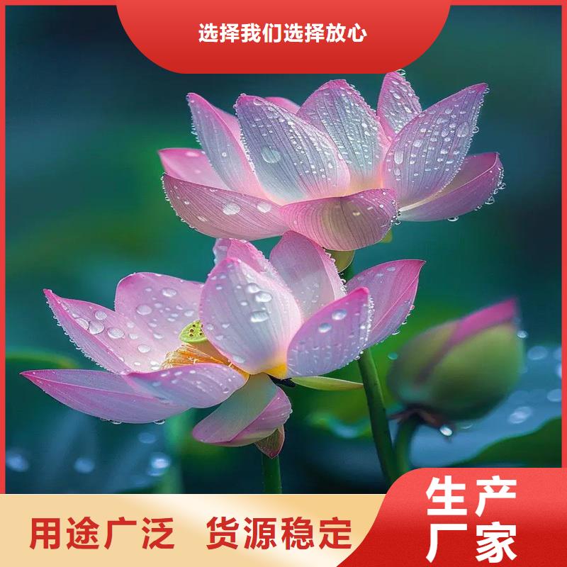 大型荷花苗廠家發(fā)貨快