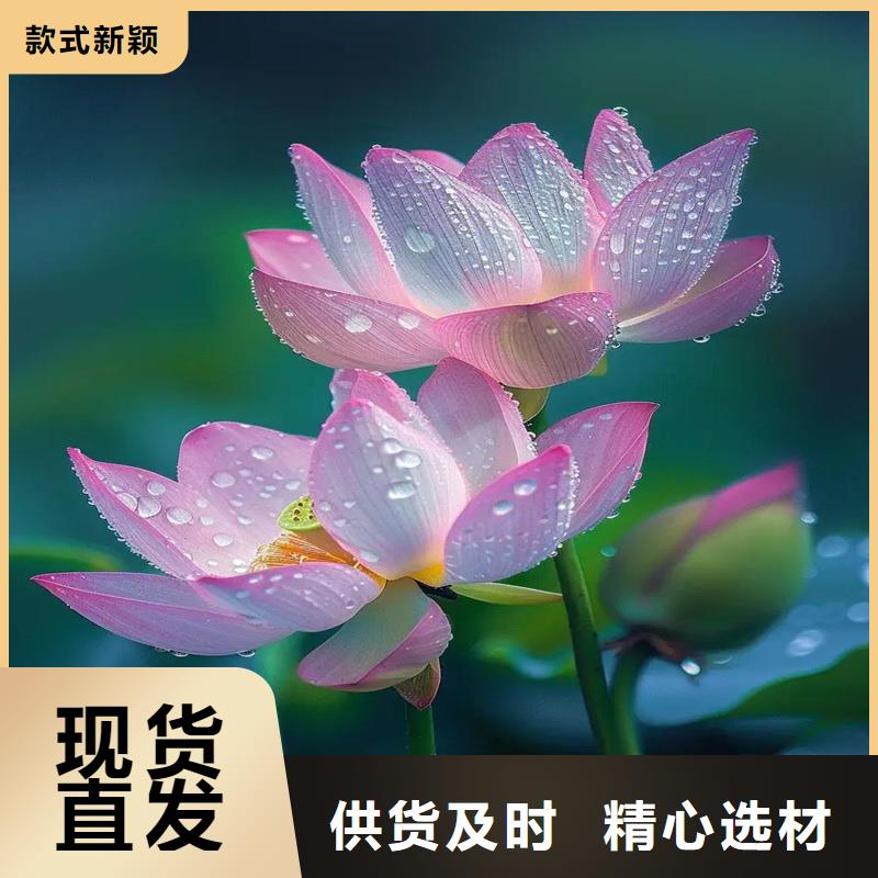 供應批發(fā)深水荷花苗-優(yōu)質(zhì)