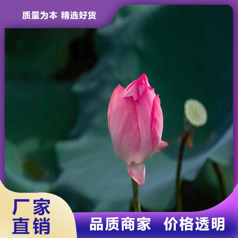 荷花苗基地加工