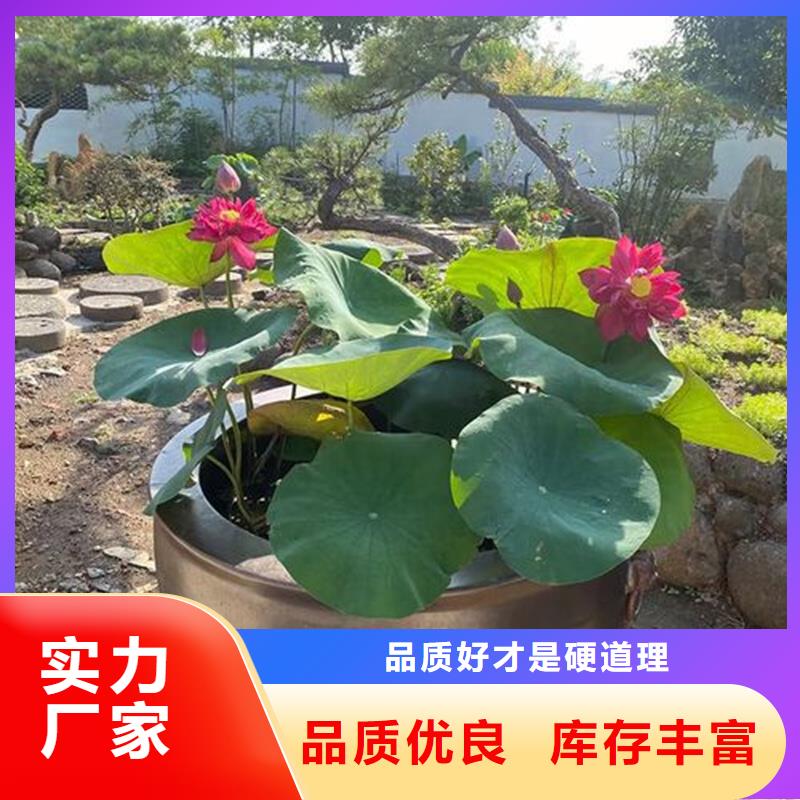 荷花苗現(xiàn)貨采購