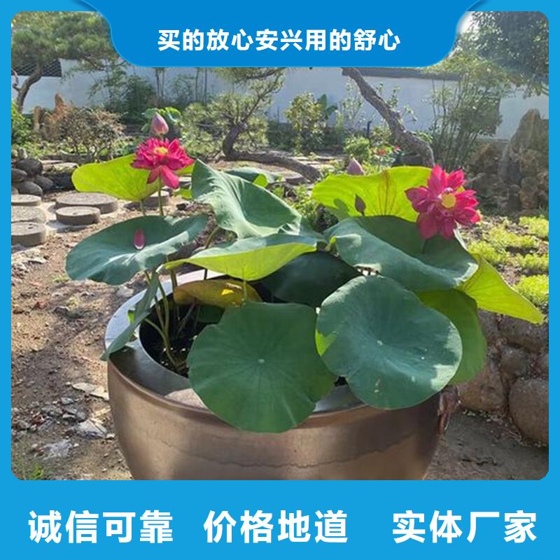 價格低的觀賞荷花苗現(xiàn)貨廠家