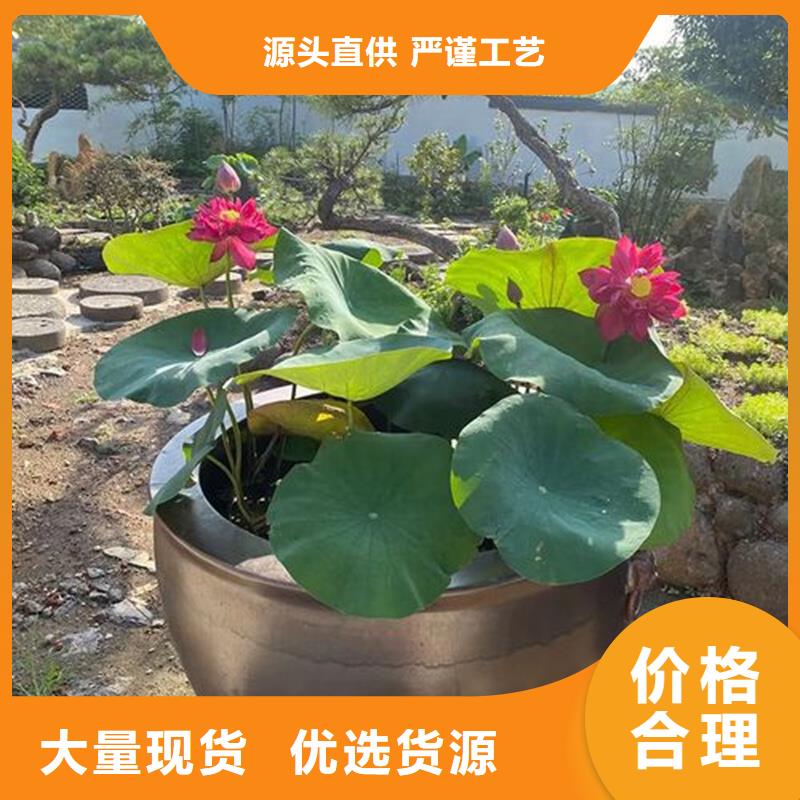 有現(xiàn)貨的盆栽荷花供貨商