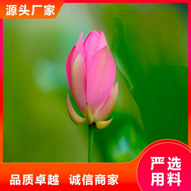 荷花苗適用范圍