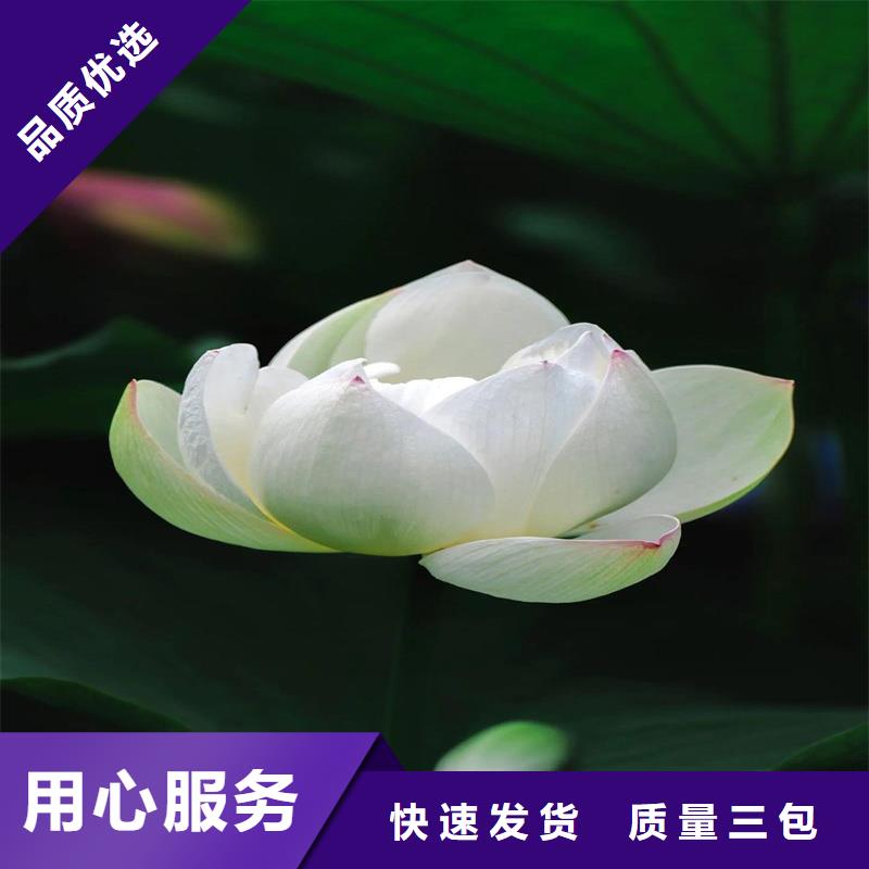 2025貨到付款#盆栽荷花#生產(chǎn)廠家