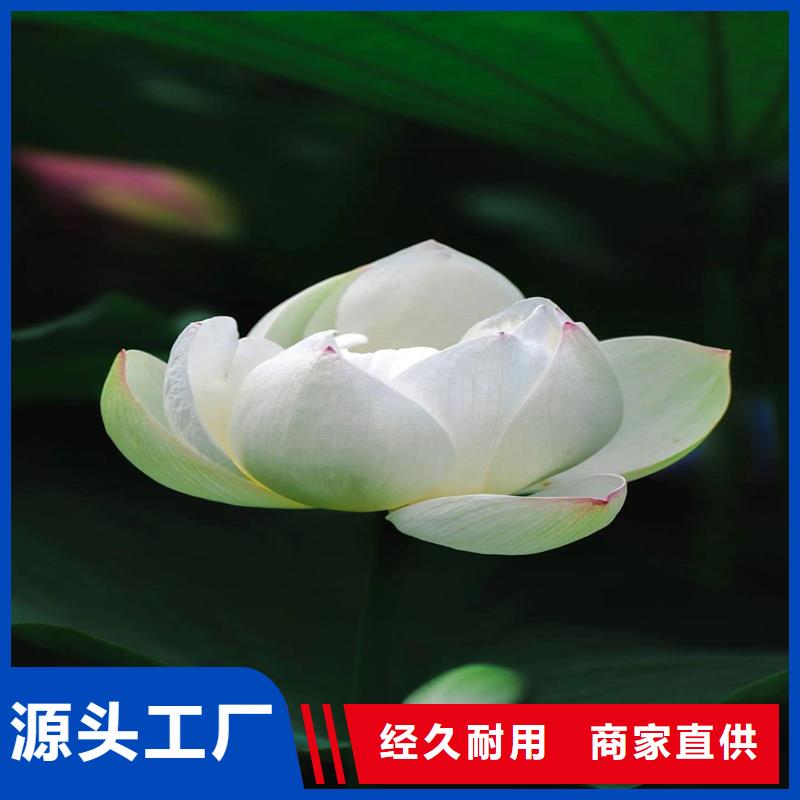 盆栽荷花生產(chǎn)廠家_規(guī)格齊全