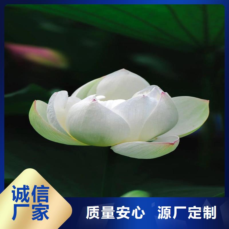 購(gòu)買(mǎi)荷花苗基地-現(xiàn)貨充足有保障