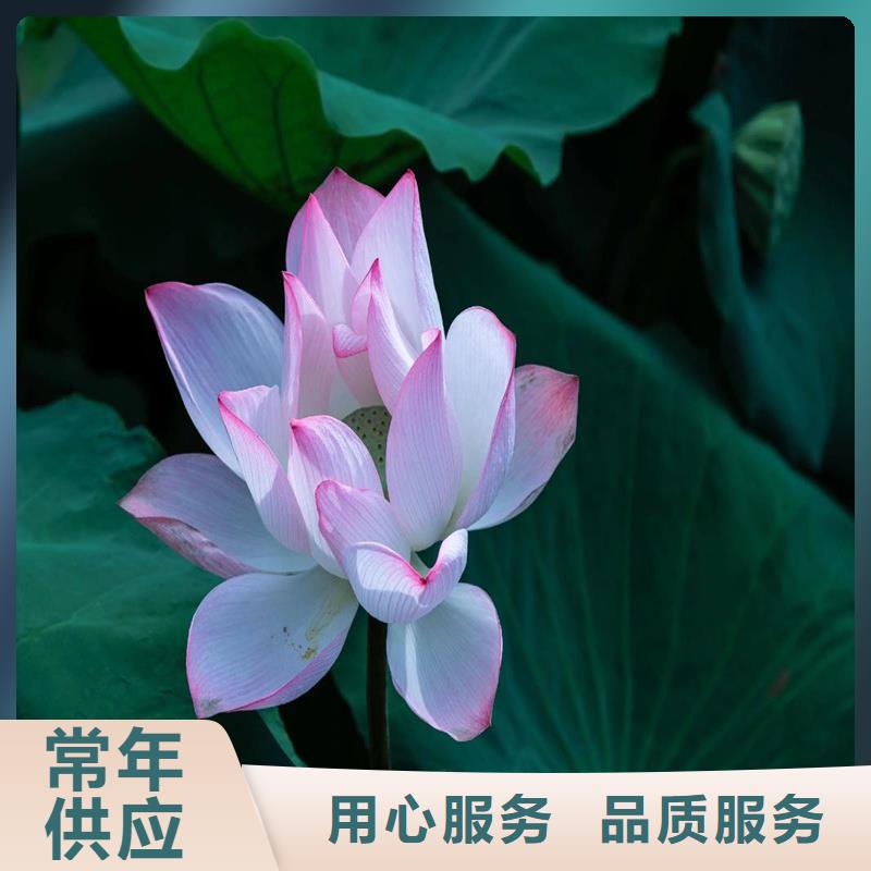 優(yōu)質(zhì)大型荷花供應商