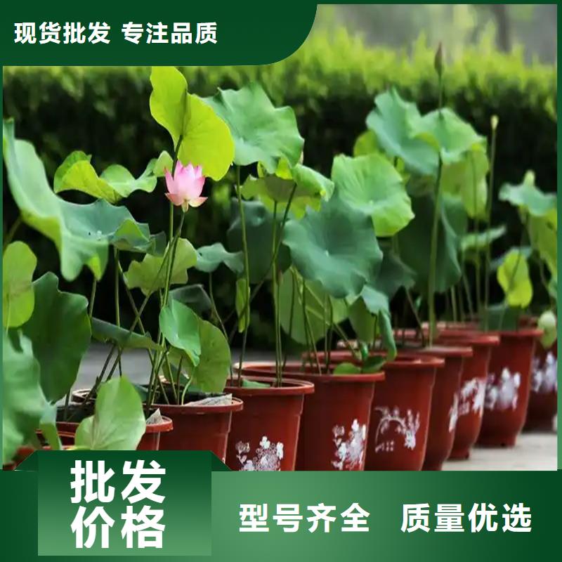 價格低的觀賞荷花苗現(xiàn)貨廠家