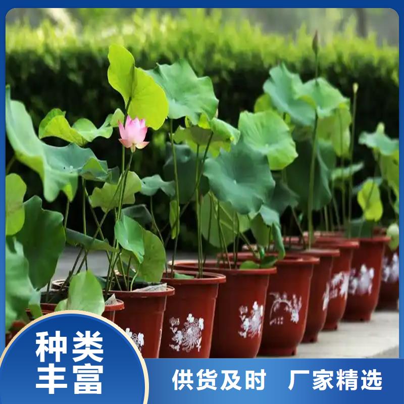 精品荷花苗企業(yè)-實力雄厚