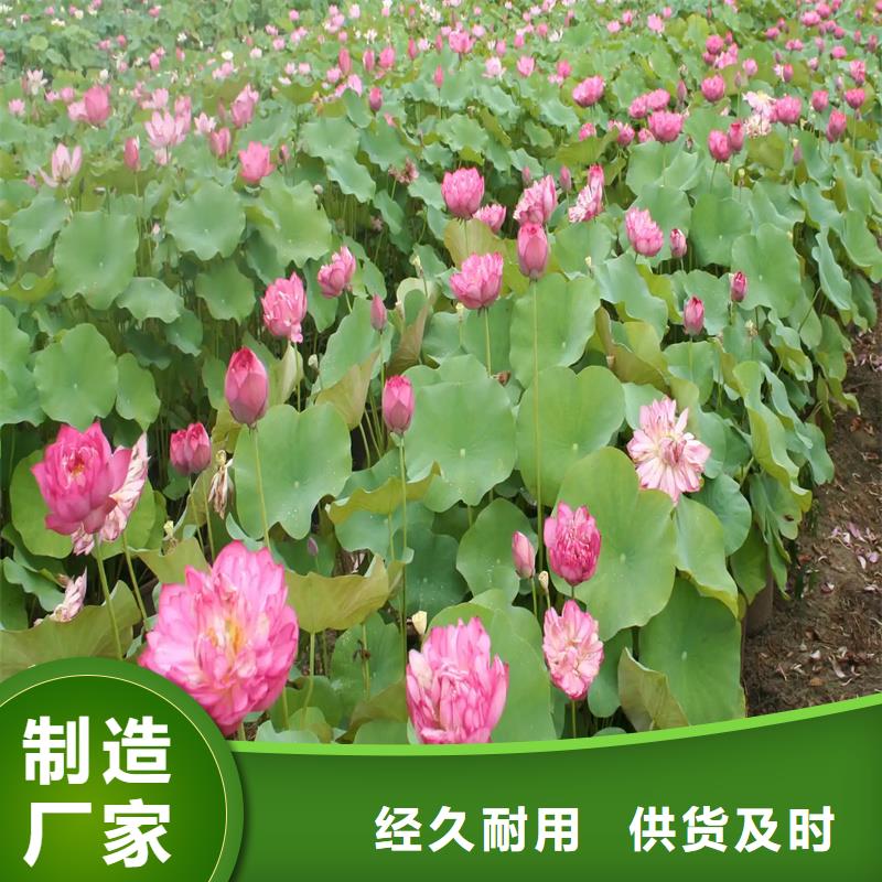 了解精品荷花苗-按需求定制
