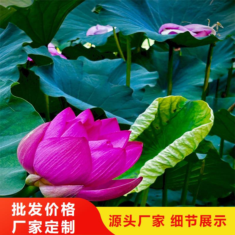 可定制的大型荷花實(shí)體廠家