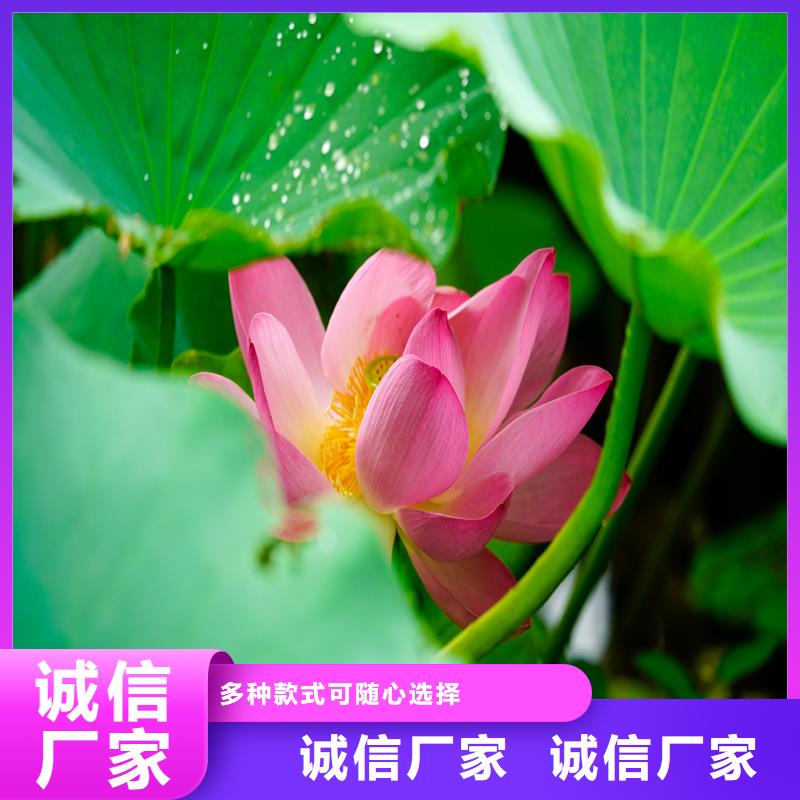 定做荷花苗基地的當(dāng)?shù)貜S家