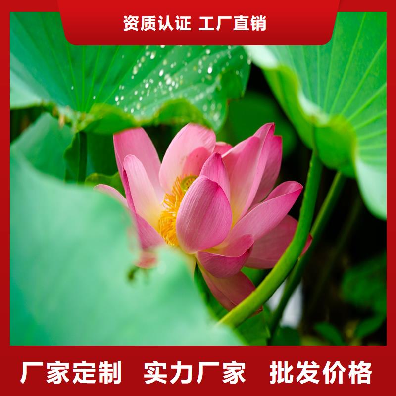 甄選:盆栽荷花苗供貨商