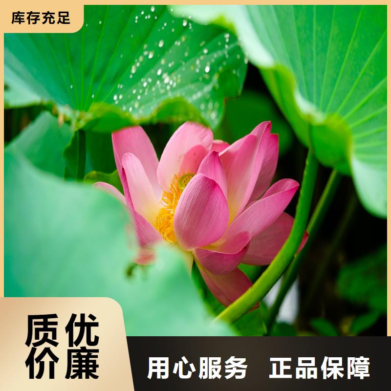 價(jià)格合理的觀(guān)賞荷花苗公司