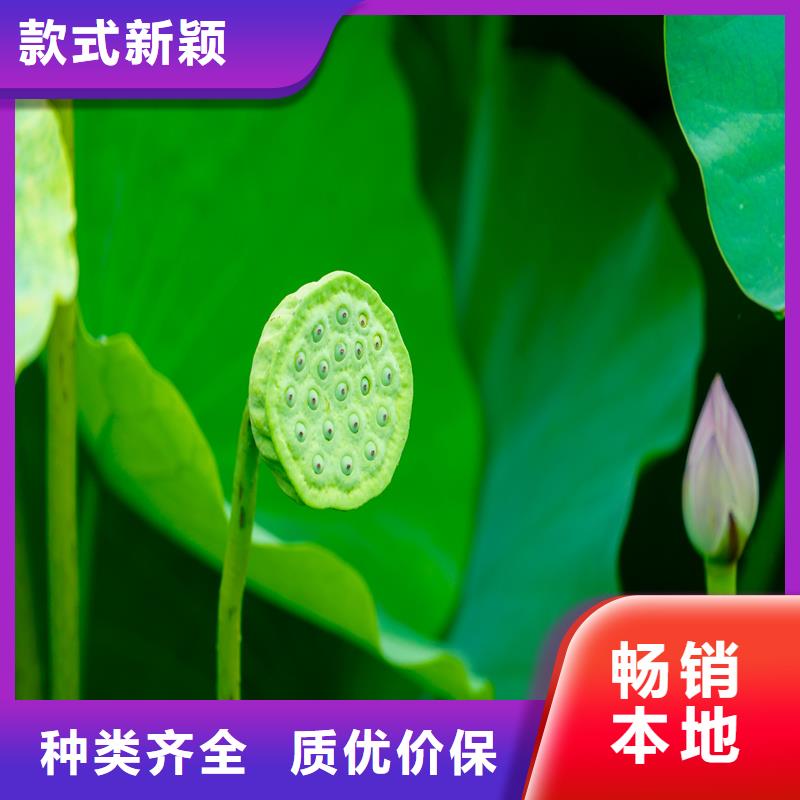 盆栽荷花苗老客戶回購較多