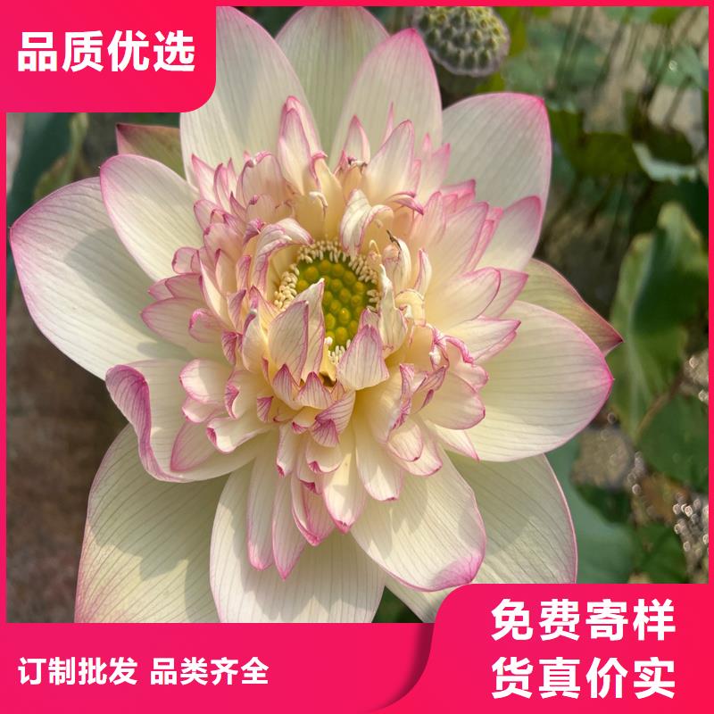 優(yōu)質(zhì)大型荷花供應商