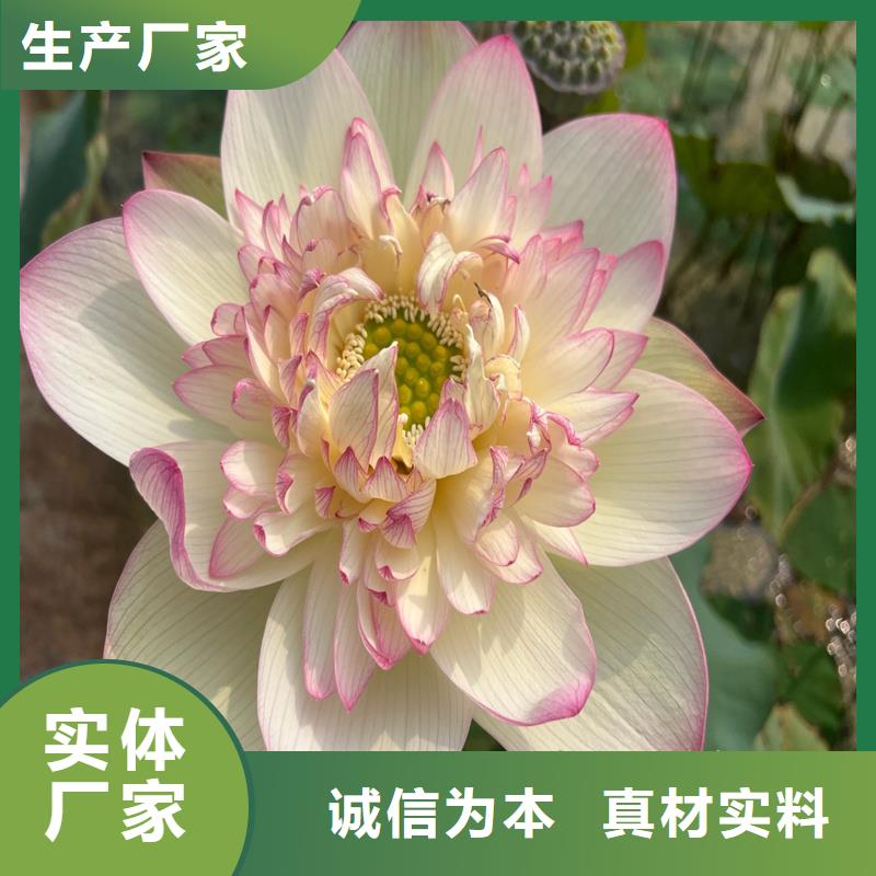 盆栽荷花苗老客戶回購較多