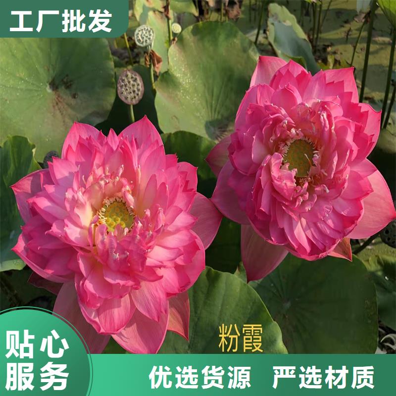 可定制的大型荷花實(shí)體廠家