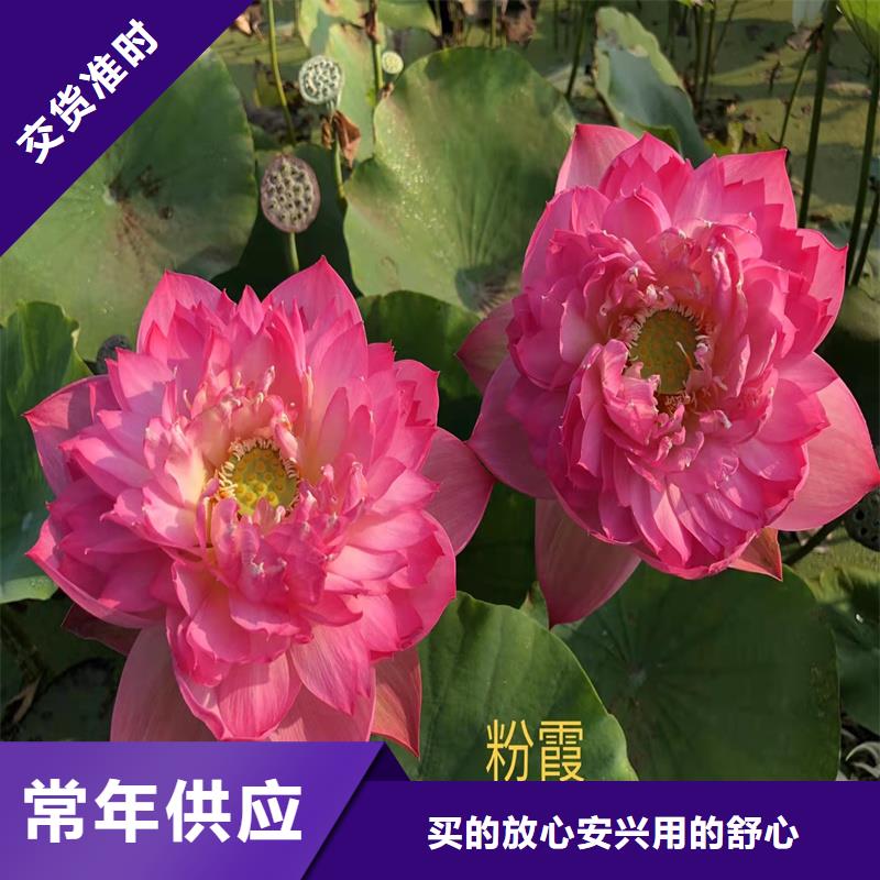 荷花-荷花售后保障