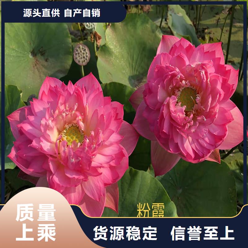 供應批發(fā)深水荷花苗-優(yōu)質(zhì)