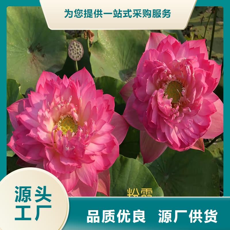 本地荷花廠(chǎng)商