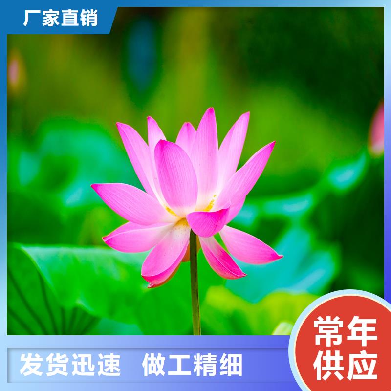供應批發(fā)深水荷花苗-優(yōu)質(zhì)
