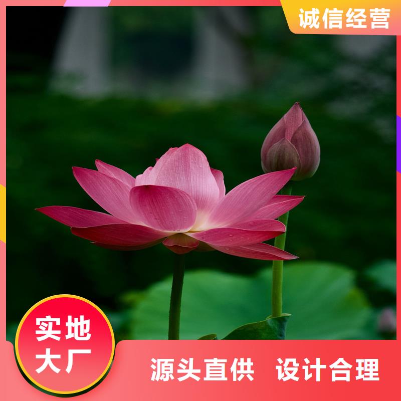 本地荷花廠(chǎng)商