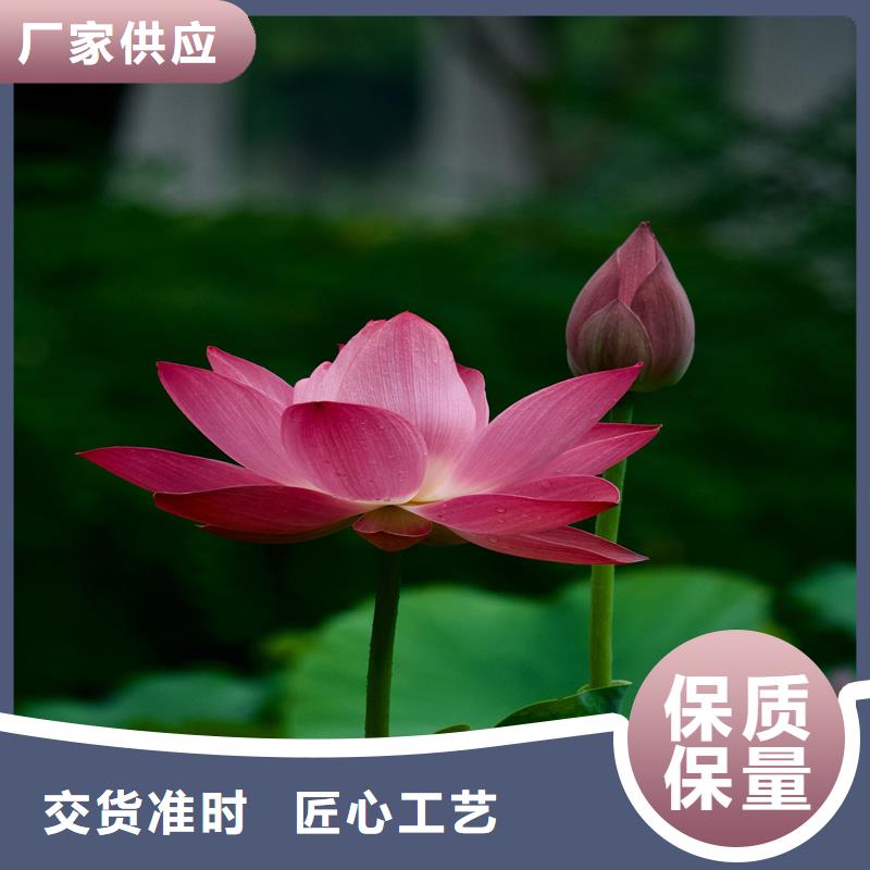 大型荷花苗廠家發(fā)貨快