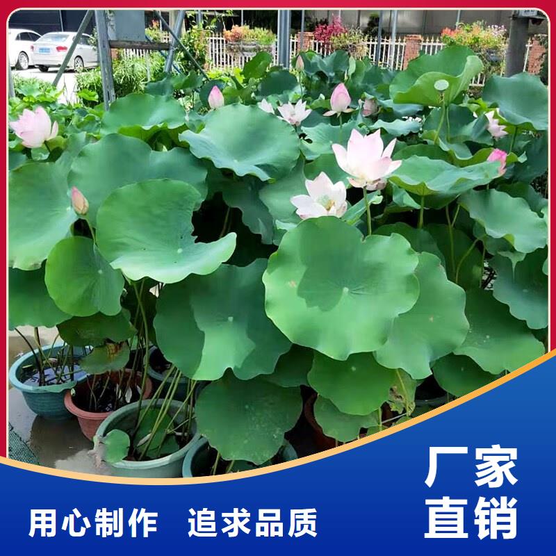 供應批發(fā)深水荷花苗-優(yōu)質(zhì)