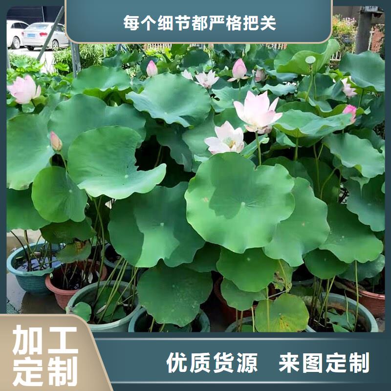 精品荷花質(zhì)量穩(wěn)妥