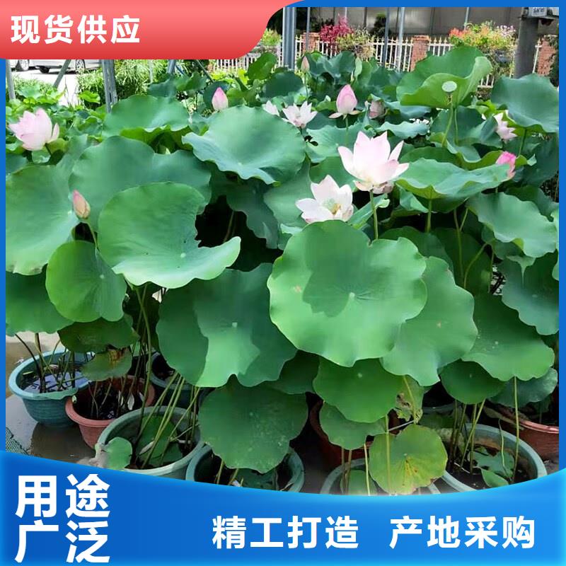 2025貨到付款#盆栽荷花#生產(chǎn)廠家